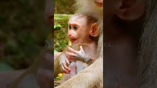 Monkey Families 5 shorts animals sovanna monkeytemple [upl. by Nevaed]