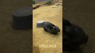 WOMBAT animais biologia curiosidade [upl. by Aneda]