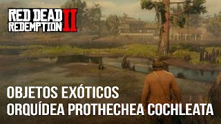 Red Dead Redemption 2  Guía Localización Orquídea Prothechea Cochleata [upl. by Roy50]