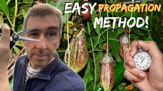 Propagate NEPENTHES pitcher plant the EASY Way In Less Than a Minute [upl. by Fauman]