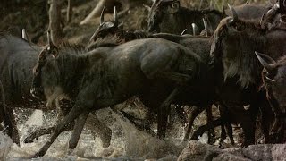 Crocodile Snatches a Wildebeest Out of the Herd [upl. by Frannie]