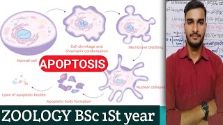 ZOOLOGY ll BSc 1st Year UNIT II APOPTOSIS [upl. by Gronseth568]