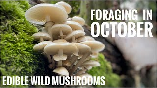 Foraging in October  UK Wildcrafts Foraging Calendar Part 1 of 3 Edible Wild Mushrooms [upl. by Imotih620]