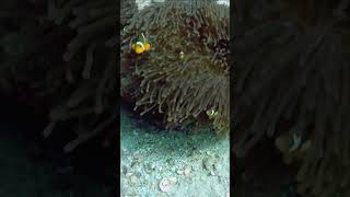 Crazy clownfish almost bit me nemo trending scuba clownfish [upl. by Morentz]