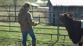 Jays new SHORTHORN heifer halter training Show Cattle [upl. by Ilka]