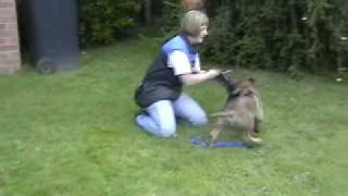 Apollo early schutzhund training  10 weeks [upl. by Aneis]