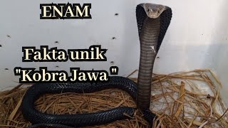 fakta unik ular KOBRA JAWA  tudung sendok yang tidak sempurna dan pemangsa yang menjadi Mangsa [upl. by Elawalo]