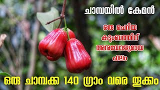 140 ഗ്രാം തൂക്കമുള്ള വമ്പൻ ചാമ്പ chambakka fruit in malayalam exoticplants [upl. by Rramo]