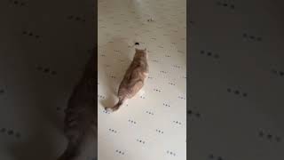 Funny Cats Get Scared of Baby Mouse in Kitchen [upl. by Adran581]