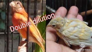 PaudAnakan red siskin DOUBLE DILUTION [upl. by Merwin]