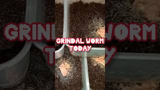 Grindal worm bettafish betta cupang ikancupang ikan ikanhias shortvideo shorts [upl. by Basile254]