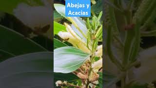 Las acacias son habitad de abejas [upl. by Aileve]