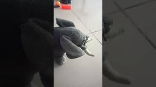 new movie called noseless elephant vs trex [upl. by Pacorro]