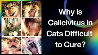 Why is Calicivirus in Cats Diffucult to Cure [upl. by Naima]