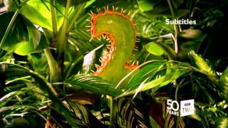 BBC TWO Ident 2014  Predator 50th birthday version [upl. by Ellehcrad]