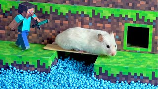 Hamster Minecraft Maze [upl. by Aserehc]