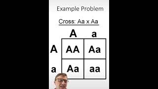 punnett squares biology biology education biology biology [upl. by Fabian996]