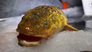 Ice fishing for HUGE burbot [upl. by Flodnar69]