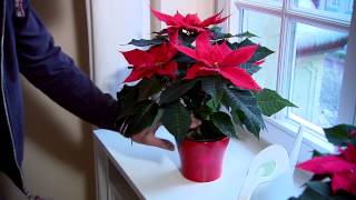 Poinsettia Care Guide [upl. by Duwe]