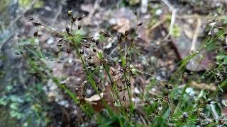 Natures Delight Exploring the Intricate Details of Hairy Woodrush [upl. by Heisel411]