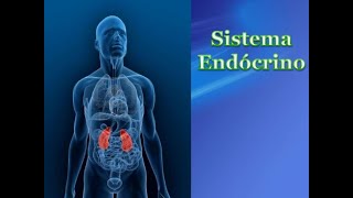 Sistema Endocrino [upl. by Macintosh]