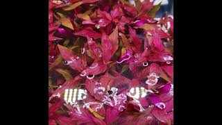 Red EASY to Keep Aquarium Plant  3 Types of Alternanthera Reineckii [upl. by Boucher297]