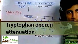 Tryptophan operon attenuation [upl. by Hairam]