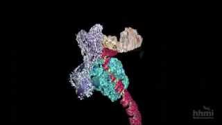 DNA Transcription Advanced Detail  HHMI BioInteractive Video [upl. by Assena]