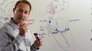 Development of the Conduction System of the Heart  Embryology [upl. by Ahc288]