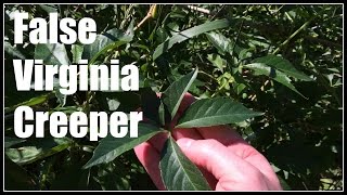 False Virginia Creeper Parthenocissus vitacea Idaho Native  Ninja Gardening  Episode 32 [upl. by Modla782]