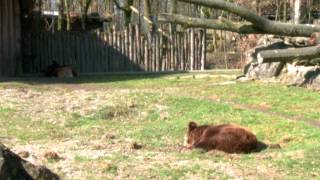 Frühlingserwachen im Straubinger Tiergarten [upl. by Elocal]