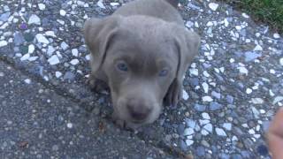 Trained my new 7 week old Silver Lab Labrador puppy to sit in 5 minutes [upl. by Arnold]