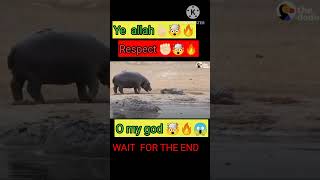 Rhino vs crocodile🤯🤯🔥😱✊🏻shorts short respect startvexpo informant information [upl. by Bennet424]