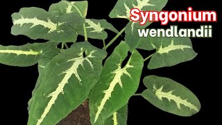 How to Grow Syngonium wendlandii Jungle Velvet [upl. by Yahs]