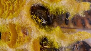 Inside the Bee Hive what honey bees do See eggs larvae Queen Laying Eggs pollen Condensation [upl. by Acassej]