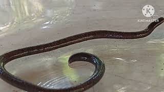 BRAHMINY BLIND SNAKE [upl. by Janka]