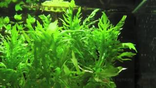 Aquarium Plant  Water Wisteria [upl. by Airretnahs325]