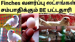 How to bread finchesfinches Breeding in tamil Finches வளர்ப்பு முறைsathankulam birds farm [upl. by Ahsinad]