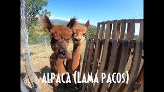 The alpaca Lama pacos  животното Алпака [upl. by Baumann905]