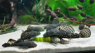 Bristlenose pleco s loves to eat cucumber [upl. by Prudy]