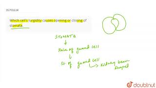 Which cells turgidity causes opening or closing of stomata [upl. by Alonzo]