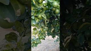 Estan que se quebran las ramas de tanta fruta limón persa [upl. by Kilar]