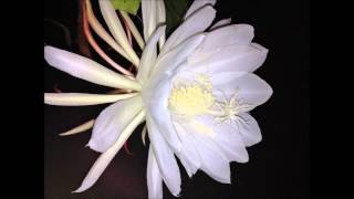 Night Blooming Cereus Epiphyllum oxypetalum Orchid Cactus Full Bloom Around Midnight [upl. by Stoops768]