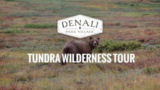 Denali Park Village  Tundra Wilderness Tours [upl. by Stockton]