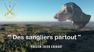 Chasse aux sangliers  quotDes sangliers partout  quot [upl. by Adnalay]