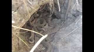 Rattlesnake Den Closeup [upl. by Sina994]