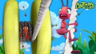 YoYo  Antiks 🐜  Funny Cartoons for Kids [upl. by Aryajay]