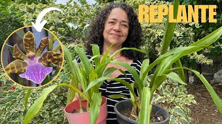 Como replantar orquídea zygopetalum e dicas de cultivo [upl. by Huxley]