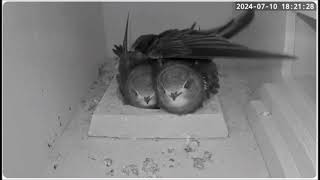 C RSPB live Swift cam Feed at 1821 10th July 2024 [upl. by Edroi860]