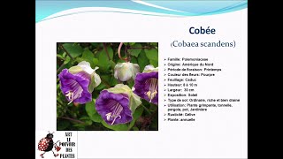 Fiche tecnique Cobée Cobaea scandens Plante annuelle [upl. by Danie643]